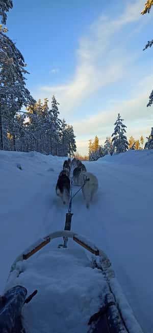Hudiksvall: Dog Sledding Tour with Bonfire and Refreshment - Location and Setting in Dalarna County