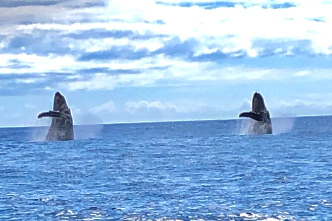 Humpback Whale and Dolphin Watch in Kona - Small Group Size and Personalized Experience