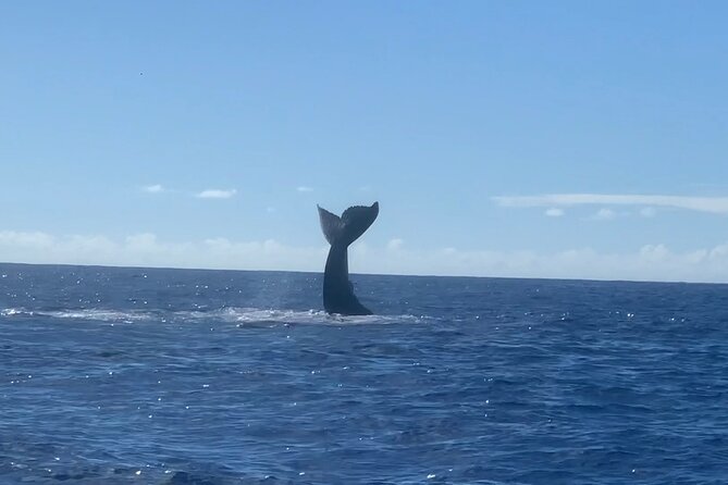 Humpback Whale and Dolphin Watch in Kona - Navigating the Itinerary and Key Locations