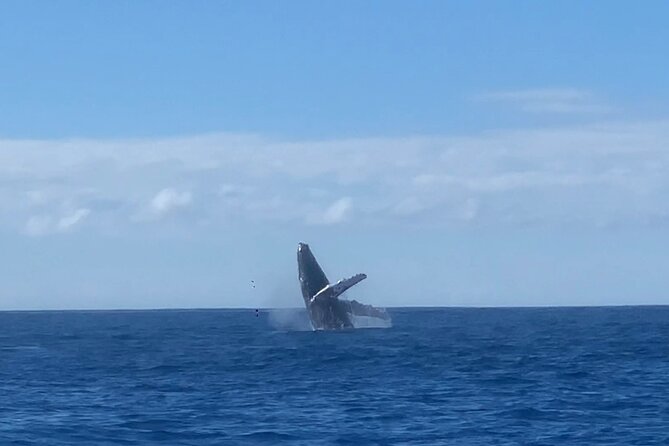 Humpback Whale and Dolphin Watch in Kona - Meeting Points and Logistical Details