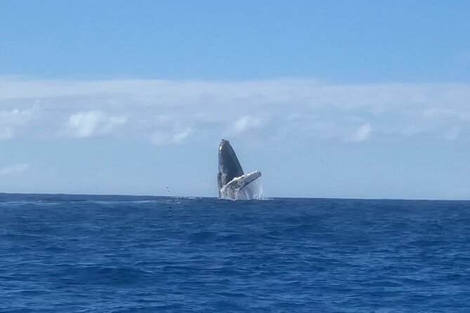 Humpback Whale and Dolphin Watch in Kona - The Guides and Their Role in Making the Tour Memorable