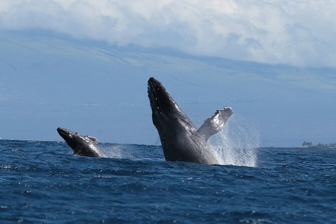 Humpback Whale and Dolphin Watch in Kona - Value for Money and Customer Satisfaction