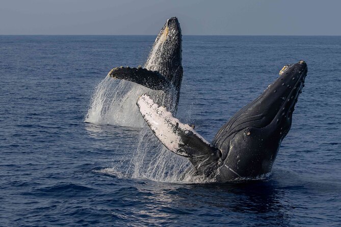 Humpback Whale Watch Tour - Discover the Humpback Whale Watch Tour on Big Island of Hawaii