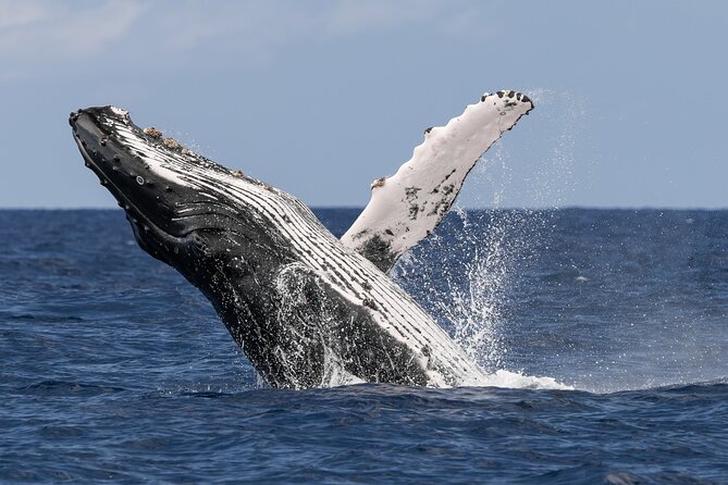 Humpback Whale Watch Tour - The Boats: Artemis and Apollo
