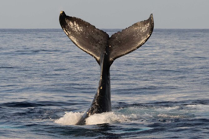 Humpback Whale Watch Tour - Wildlife Encounters: From Whales to Dolphins