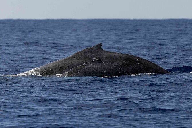 Humpback Whale Watch Tour - Comfort and Convenience Onboard