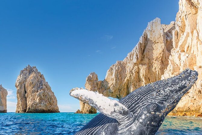 Humpback Whale Watching and Cabo San Lucas Arch Tour - Key Points