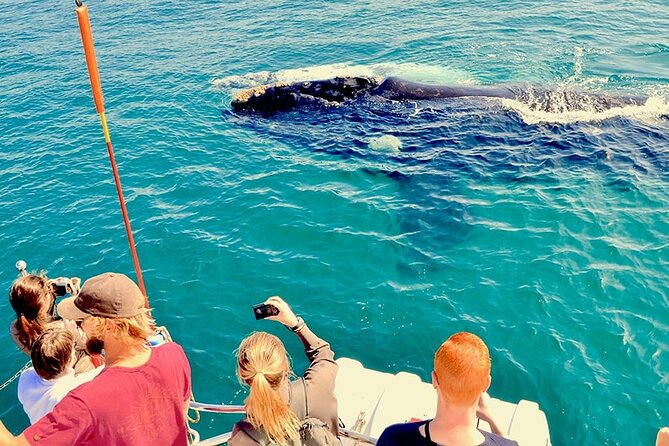 Humpback Whale Watching and Cabo San Lucas Arch Tour - Cabo San Lucas: A Coastal Paradise for Wildlife and Landmarks