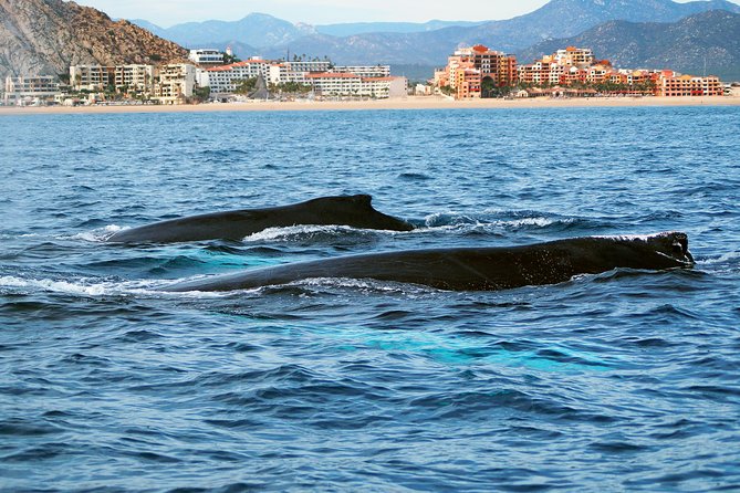 Humpback Whales in Cabo San Lucas - Marine Biologist Guides and Educational Insights