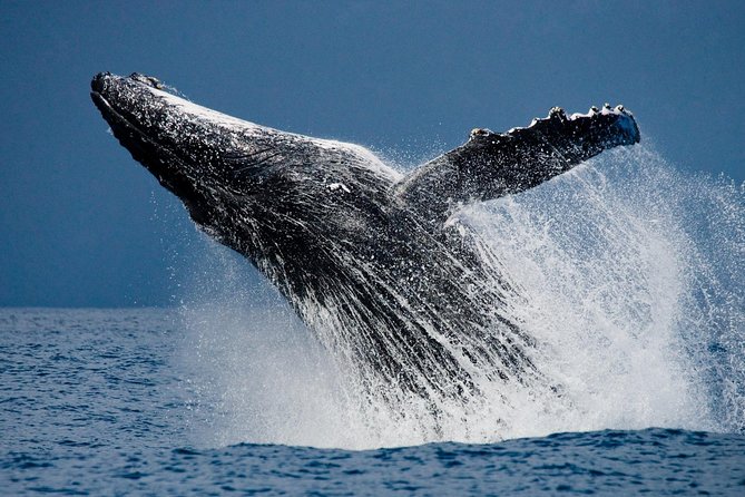 Humpback Whales in Cabo San Lucas - The Experience of Spotting and Watching Whales
