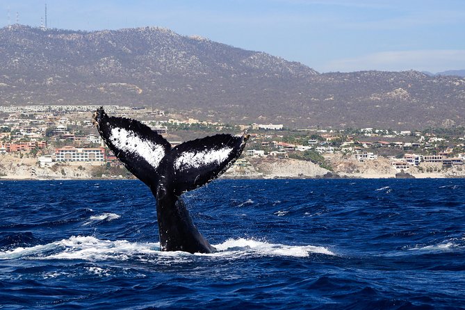 Humpback Whales in Cabo San Lucas - What’s Included and What’s Not