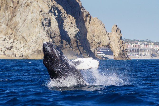 Humpback Whales in Cabo San Lucas - Physical Requirements and Accessibility