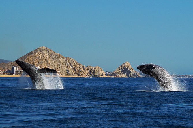 Humpback Whales in Cabo San Lucas - Booking, Cancellation, and Planning Tips