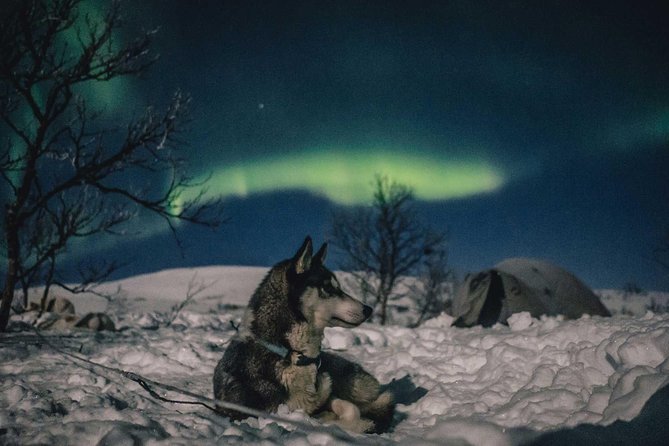 Hunting Northern Lights with Husky - The Experience of Nighttime Dog Sledding in Cold Conditions
