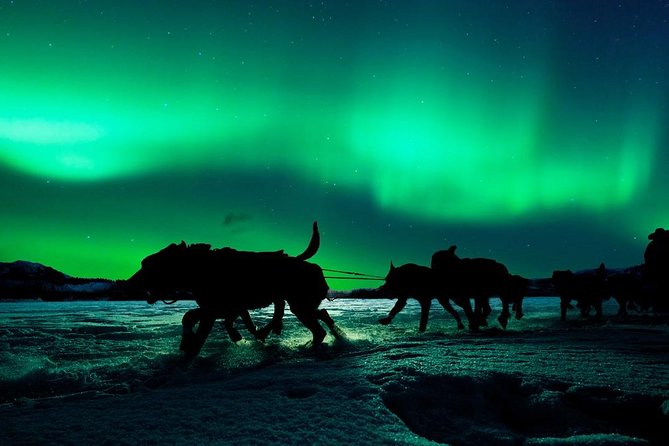 Hunting Northern Lights with Husky - Logistics and Group Size Considerations
