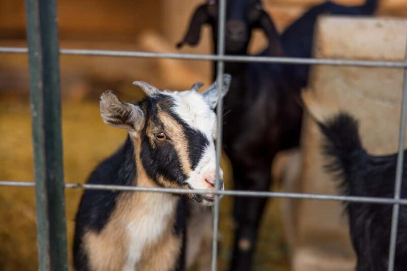 Hurricane, Utah: Guided Farm Tour with Animal Feeding - Entry to Animal Pens and Feeding Opportunities