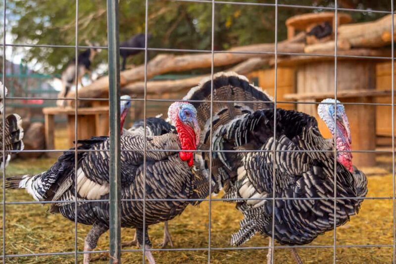 Hurricane, Utah: Guided Farm Tour with Animal Feeding - Accessibility and Suitability for Different Visitors