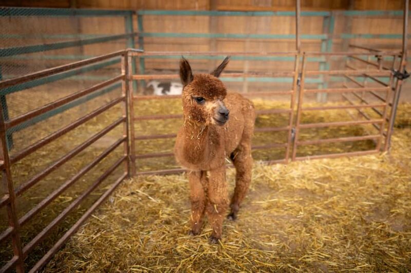 Hurricane, Utah: Guided Farm Tour with Animal Feeding - Logistics: How and When to Join the Tour