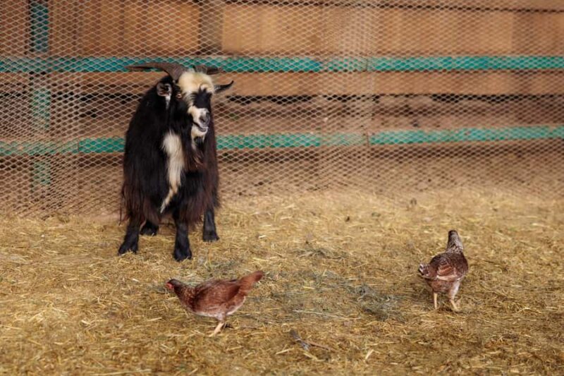 Hurricane, Utah: Guided Farm Tour with Animal Feeding - Comparing This Farm Tour to Nearby Experiences
