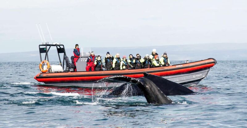 Húsavík: Big Whales and Puffin Island Speedboat Tour - Husavík Launch Point and Meeting Details