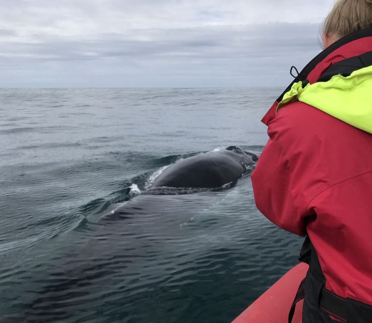 Húsavík: Big Whales and Puffin Island Speedboat Tour - What’s Included in the Tour