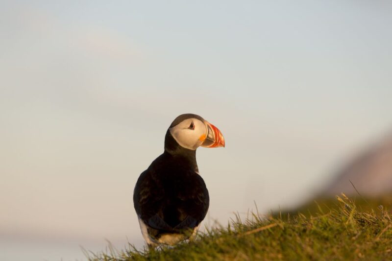 Húsavík: Big Whales and Puffin Island Speedboat Tour - Booking Flexibility and Cancellation Policy