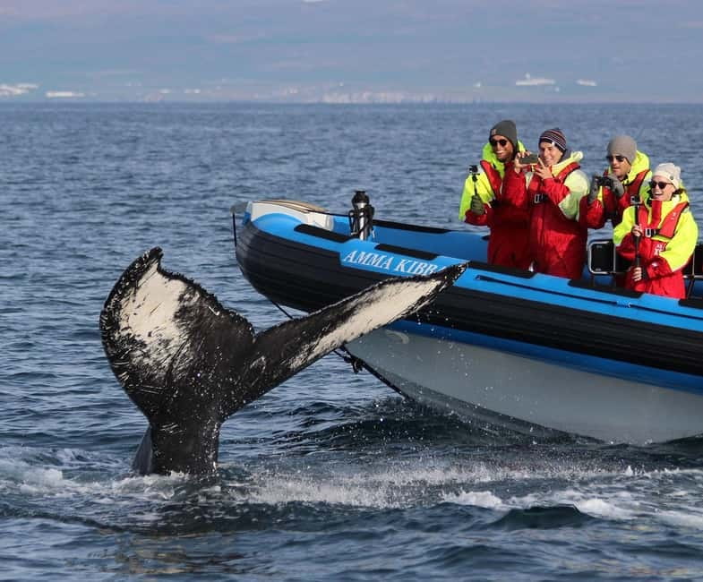 Húsavík: Original Big Whale Safari & Puffins by Speedboat - The Speedboat Experience and Its Unique Benefits