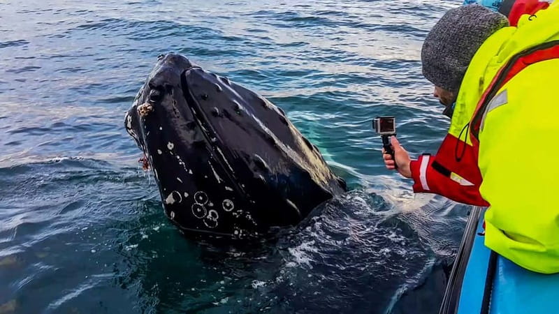 Húsavík: Original Big Whale Safari & Puffins by Speedboat - Exploring Puffin Island during Nesting Season
