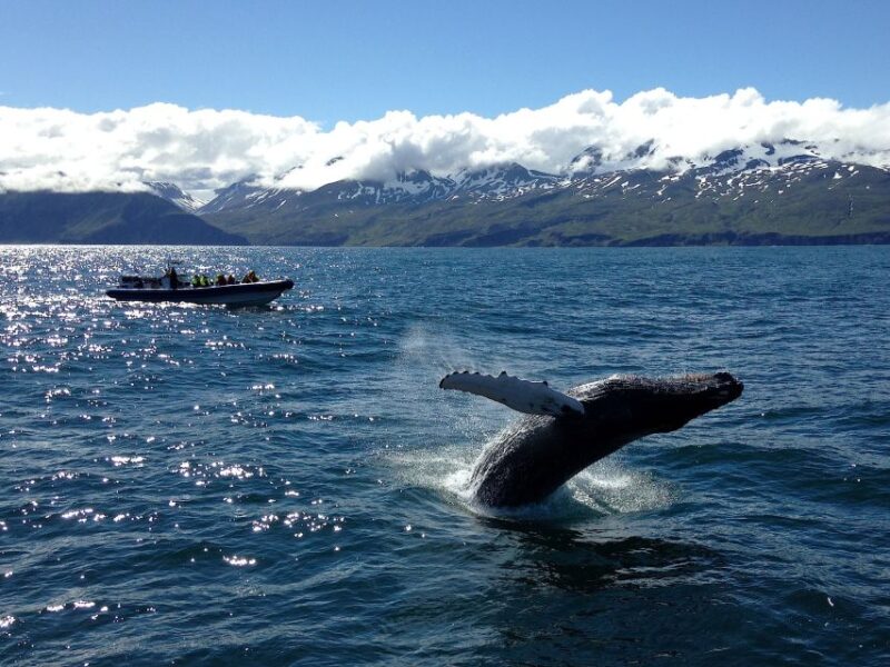 Húsavík: Original Big Whale Safari & Puffins by Speedboat - Whales Likely to Be Spotted on This Tour