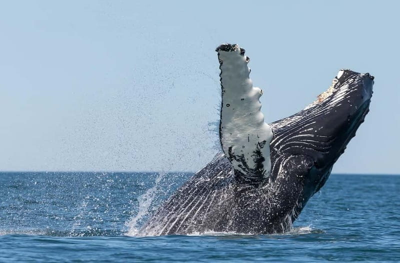 Húsavík: Traditional Whale Watching by Local Family Company - Discover Húsavíks Traditional Whale Watching Experience