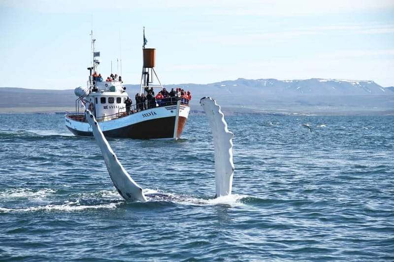 Húsavík: Traditional Whale Watching by Local Family Company - The Vintage Icelandic Oak Boat: Unique and Traditional