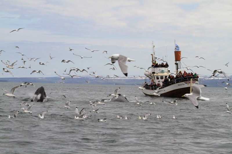 Húsavík: Traditional Whale Watching by Local Family Company - Scenic Skjálfandi Bay: A Rich Marine Habitat
