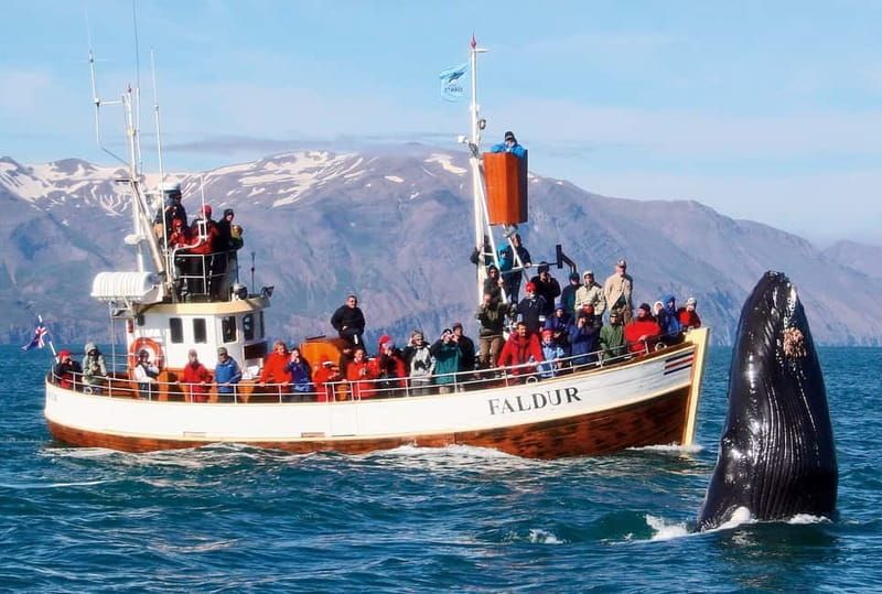 Húsavík: Traditional Whale Watching by Local Family Company - Live Commentary and Marine Wildlife Insights