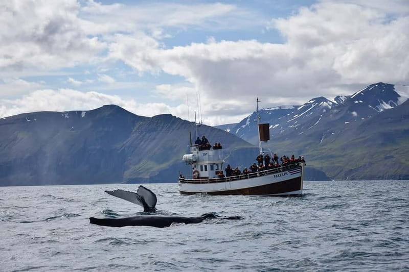 Húsavík: Traditional Whale Watching by Local Family Company - Weather Considerations and How to Dress