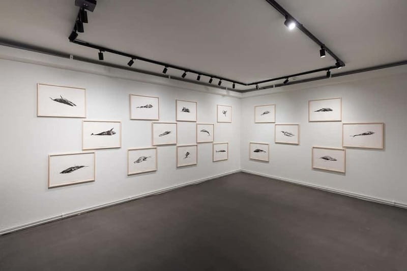 Húsavík: Whale Museum Entry Ticket - The Museums Focus on Iceland’s Whaling History