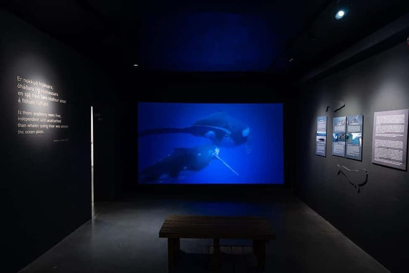 Húsavík: Whale Museum Entry Ticket - The Interactive Exhibits and Educational Programming