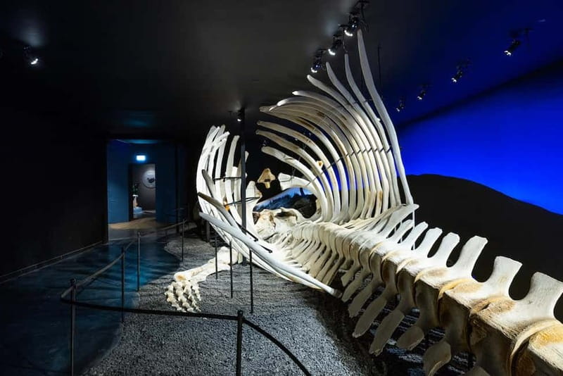 Húsavík: Whale Museum Entry Ticket - Location, Accessibility, and Visiting Tips