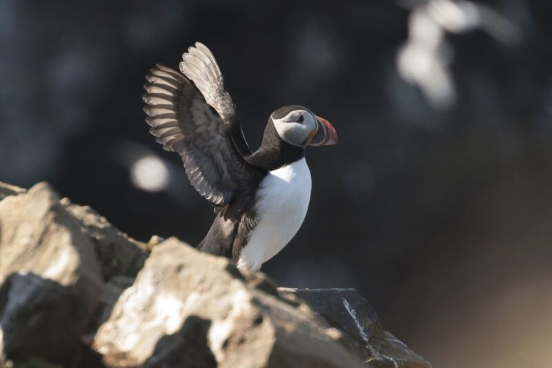 Húsavík: Whale-Watching Cruise and Puffins Guided Tour - Key Points