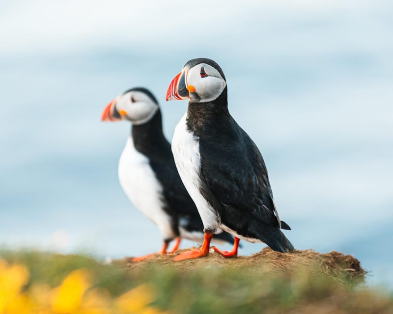 Húsavík: Whale-Watching Cruise and Puffins Guided Tour - The Magic of Puffin Island and the Puffin Colony