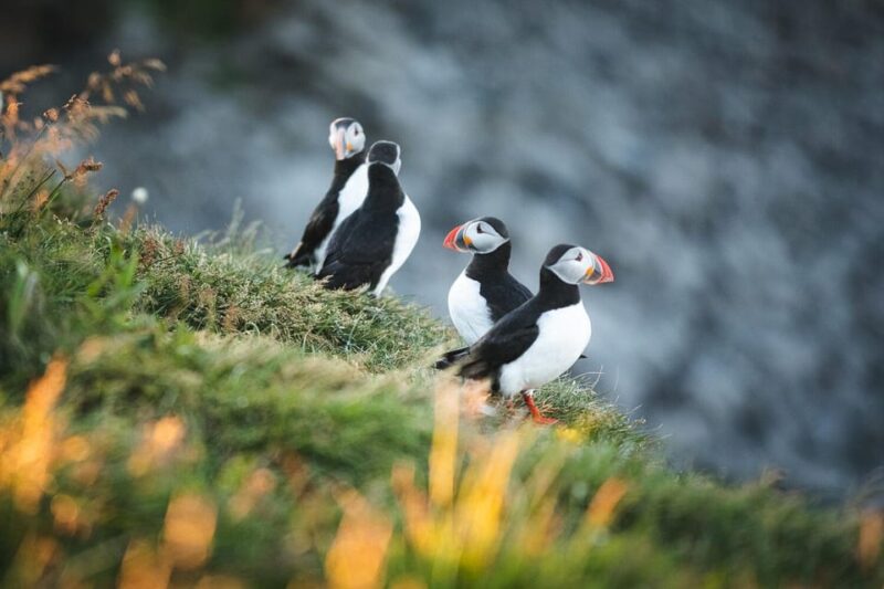 Húsavík: Whale-Watching Cruise and Puffins Guided Tour - Practical Information and Booking Flexibility