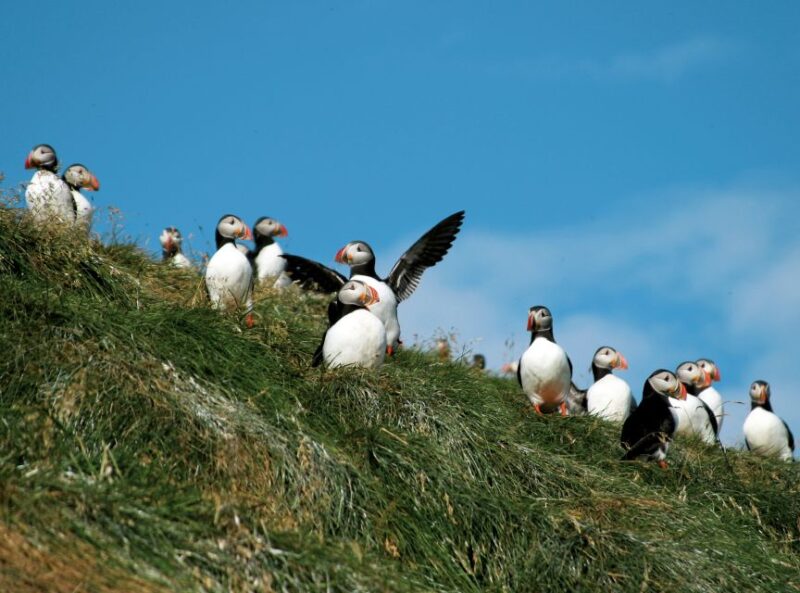 Húsavík: Whale-Watching Cruise and Puffins Guided Tour - The Experience That Combines Wildlife and Comfort