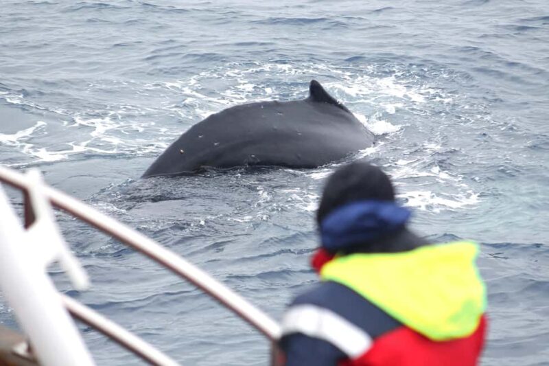 Húsavík: Whale Watching  Family Run with Indoor Seats - Scenic Voyage through Skjálfandi Bay