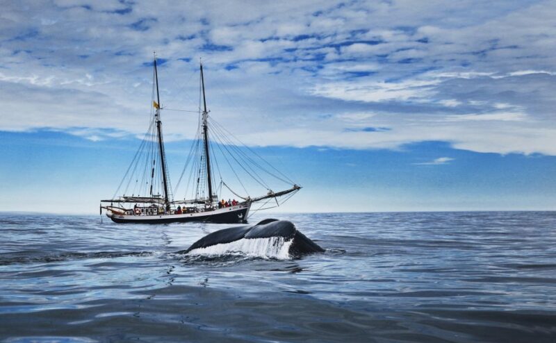 Husavik: Whale Watching on a Carbon Neutral Oak Boat - Key Points