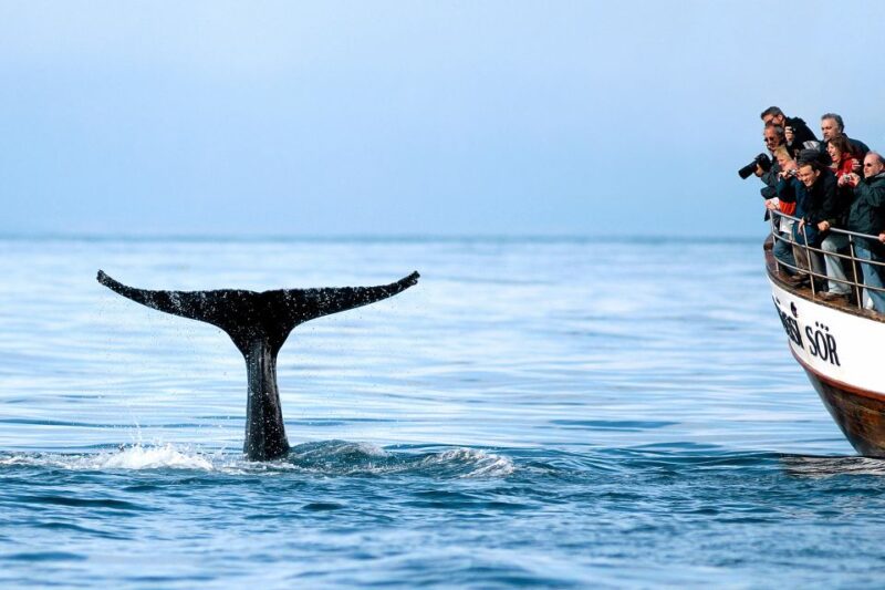 Husavik: Whale Watching on a Carbon Neutral Oak Boat - The 3-Hour Wildlife Expedition in Skjálfandi Bay
