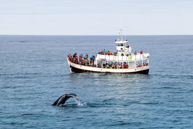Husavik: Whale Watching on a Carbon Neutral Oak Boat - Practical Tips for Your Whale Watching Tour
