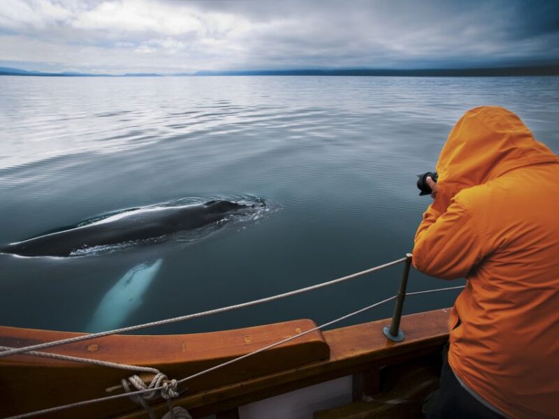 Husavik: Whale Watching on a Carbon Neutral Oak Boat - Comparing This Tour to Other Whale Watching Options in Husavík