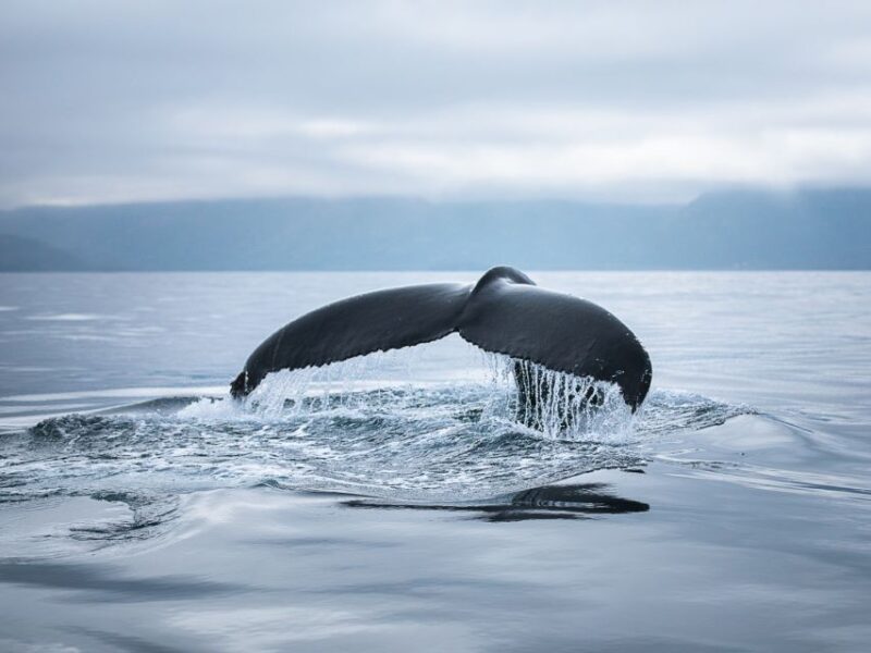 Husavik: Whale Watching on a Carbon Neutral Oak Boat - Final Thoughts on Husavík’s Eco-friendly Whale Watching Tour