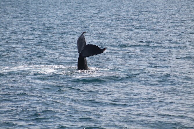 Húsavík Whale Watching Tour, family owned and operated - The Route and Observation Sites