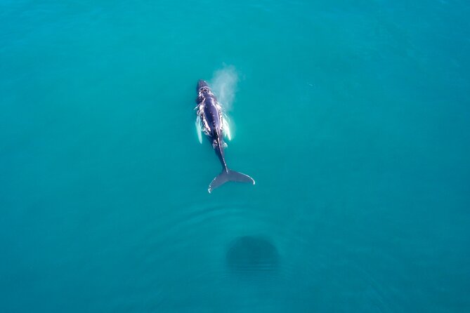 Húsavík Whale Watching Tour, family owned and operated - Practicalities of the Tour Experience