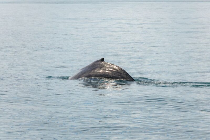 Húsavík: Whale Watching Tour with Guide - Frequently Asked Questions